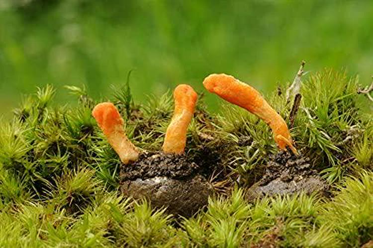 Bare Blends Cordyceps Mushroom - Australian Certified Organic (ACO) - Hormone Balance - 90g