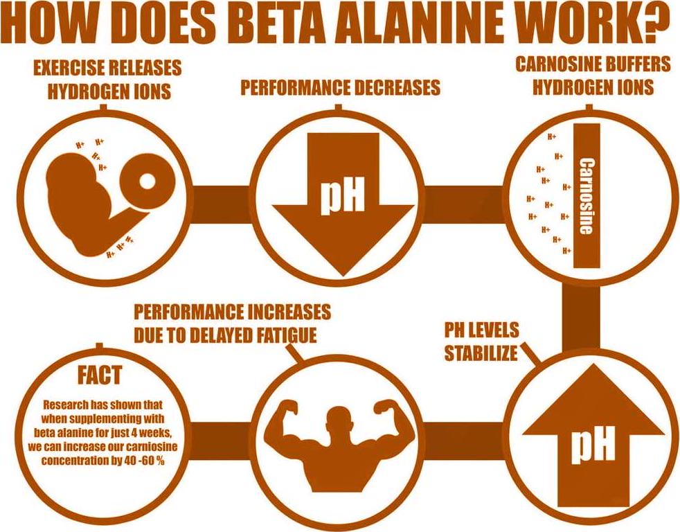 Beta Alanine Powder. Bulk Pre Workout Supplement by Fit Lane Nutrition. 3000mg per Serving. Pure Powder. Best Value. 300 Grams Unflavored.