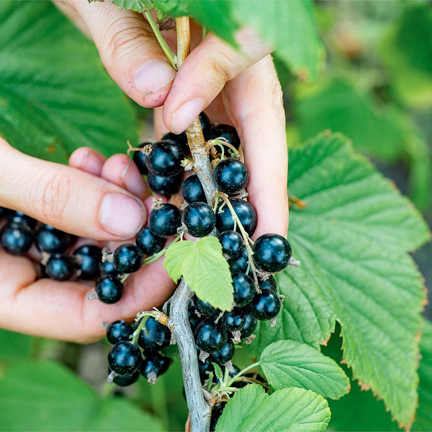 Black Currant Powder Ribes Nigrum 1lb Antioxident Anthocyanin Blackcurrant Berry