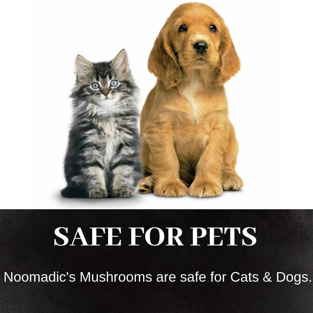 Cordyceps Mushroom Capsules Energy Immune System Asthma AMPK and Adrenal/Kidney Support Dual Extract 30% Beta-D-Glucans