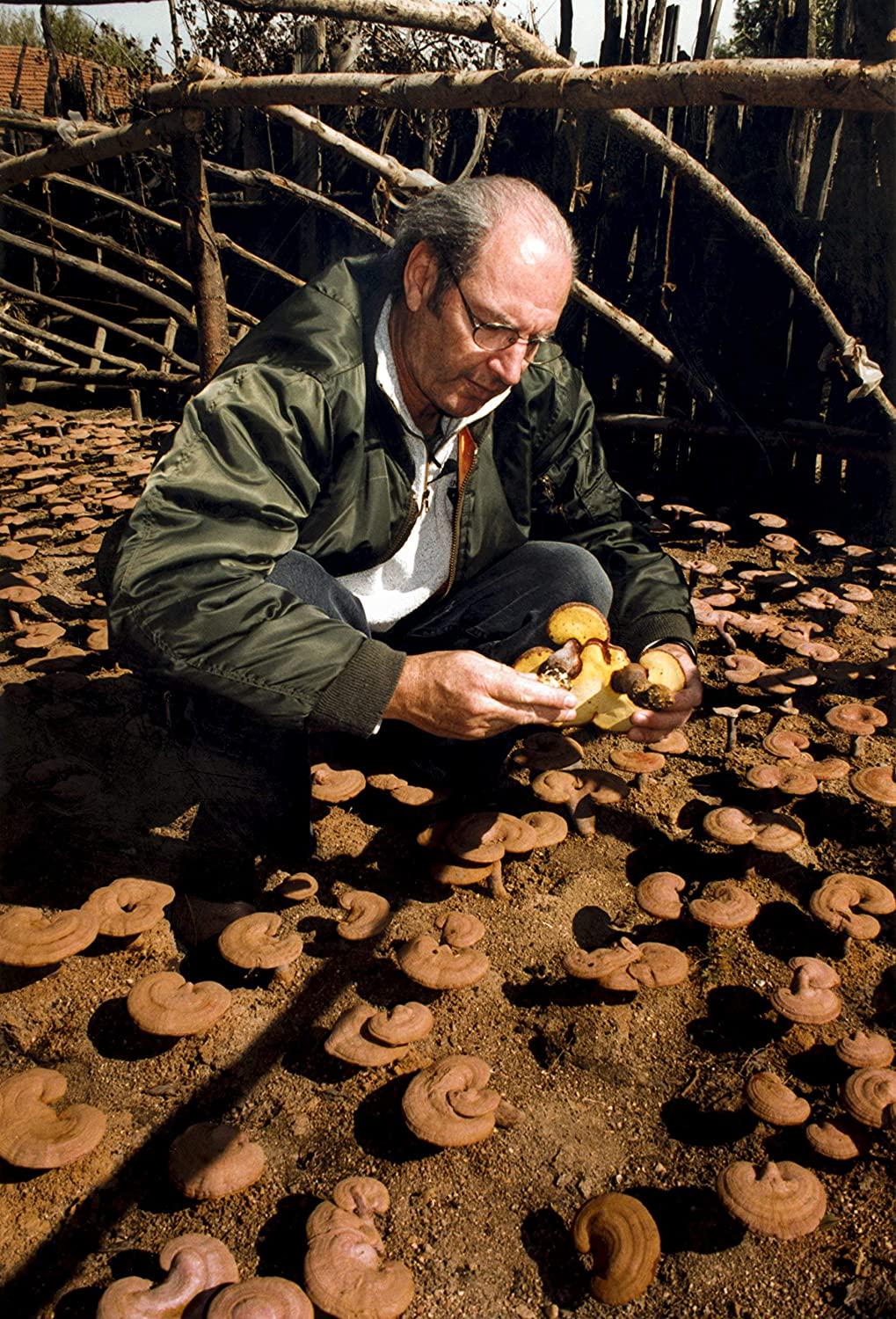 Dragon Herbs Tao in a Bottle - Dietary Supplement - 60 Vegetarian Capsules - 450 mg - Made with Pure Premium Grade L-Theanine - All Natural Ingredients, Gluten Free, Vegan, No additives