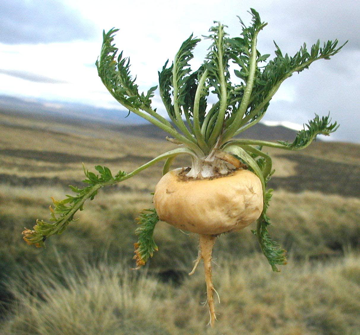 Forest Super Foods Certified Organic Raw Yellow Maca Powder 500g (60 day supply) Direct From Peru. No fillers.