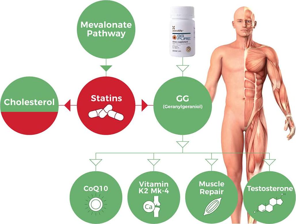 GG Pure | Dietary Supplement for Statin Drug Users | Supports Healthy Aging and Counters The Effects of Medications | 30 Capsules