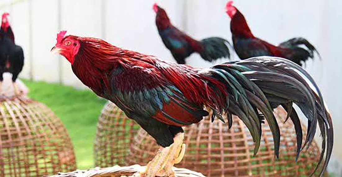 HULX Begin Plus 100 Tablets, Start Program Formula Rooster Booster Vitamins Health Supplement for Good Health, Build Muscle, Blood, Energy Power Feed Chicken Bird Poultry, Fighting Gamecocks Hen Food