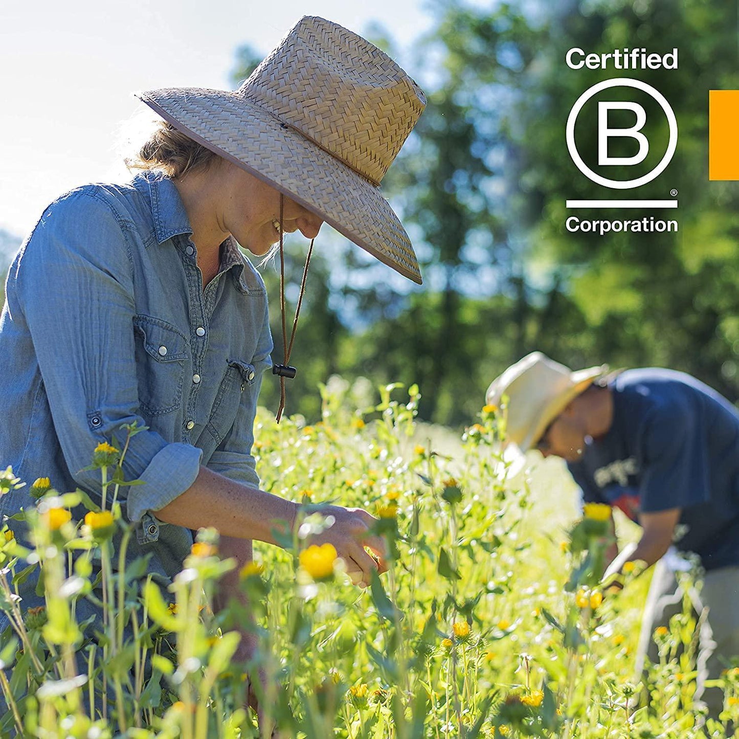 Herb Pharm Alcohol-Free Rhodiola Root Liquid Glycerite for Energy, Endurance and Stamina - 1 oz