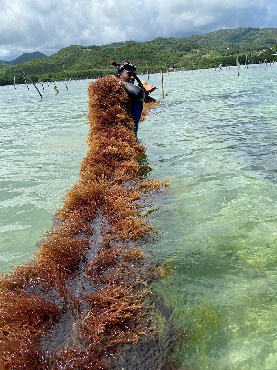 Premium Gold St. Lucia Sea Moss