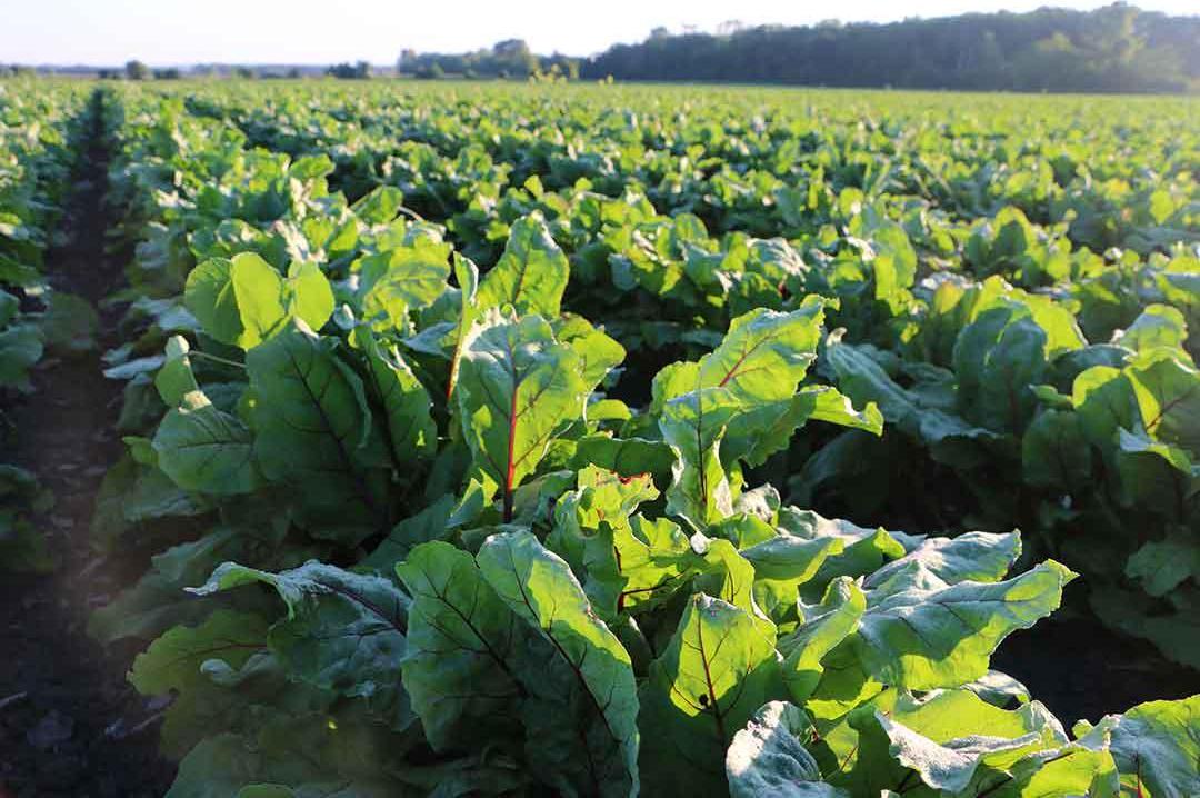 Standard Process StandardBar - Gluten-Free Protein Bar with Whole Food Formula of Calcium, Potassium, and More - Vegetarian - 18 Bar Pack - Peanut Butter