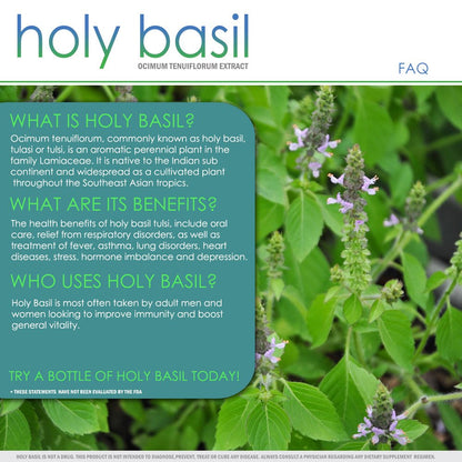 VH Nutrition Organic Holy Basil 700Mg Supplement - Immune Support, Improve Heart Health, Reduce Stress - 60 Capsules