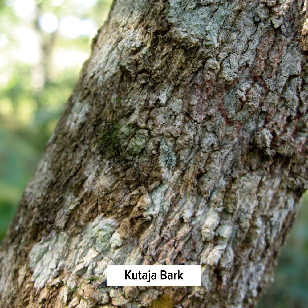 Banyan Botanicals Kutaja Powder - Certified Organic, 1/2 Pound - Holarrhena Antidysenterica - Supports a Healthy GI Tract and the Proper Function of the Colon*