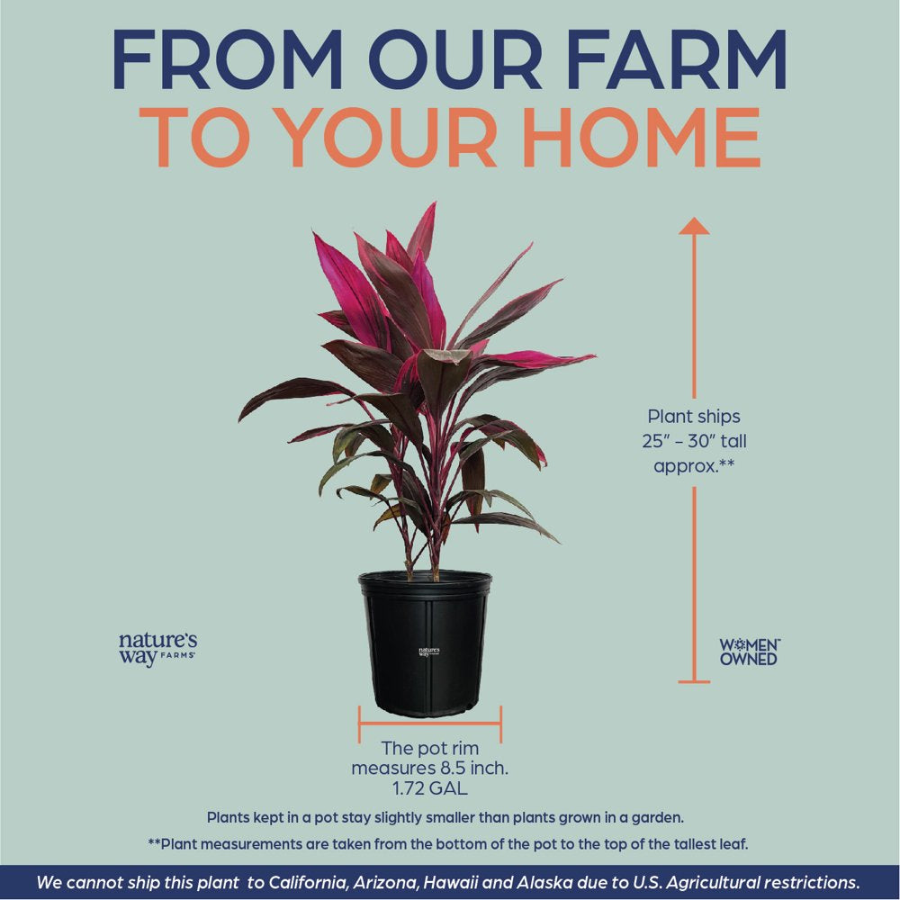 Cordyline Fruticosa, Red Sister, Ti Plant, Live Plant 25-30 In. Tall in Grower Pot by Nature'S Way Farms