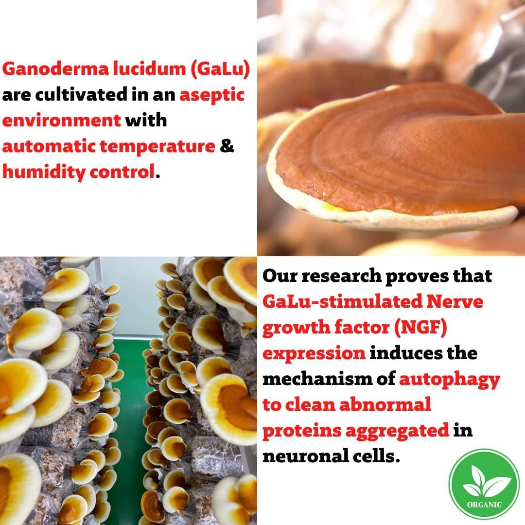 Acamed SmarT-101, Halal, Herbal Supplement, Dietary Supplement for Promotes Mental Clarity and Focus, Improve Memory and Sleep Quality, Vegan, 60 Tablets