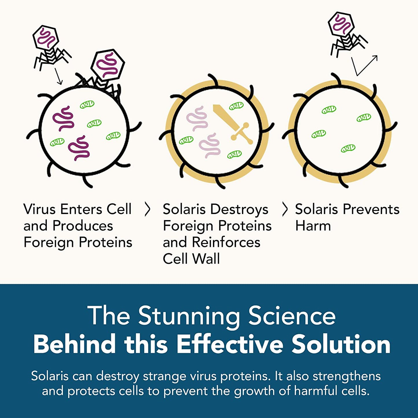 Activation Products Solaris Natural Immune Support Supplement Potent Botanical Extracts Plant Sterol Extracts Cleanse and Restore Gut Health 15ml, 0.5oz