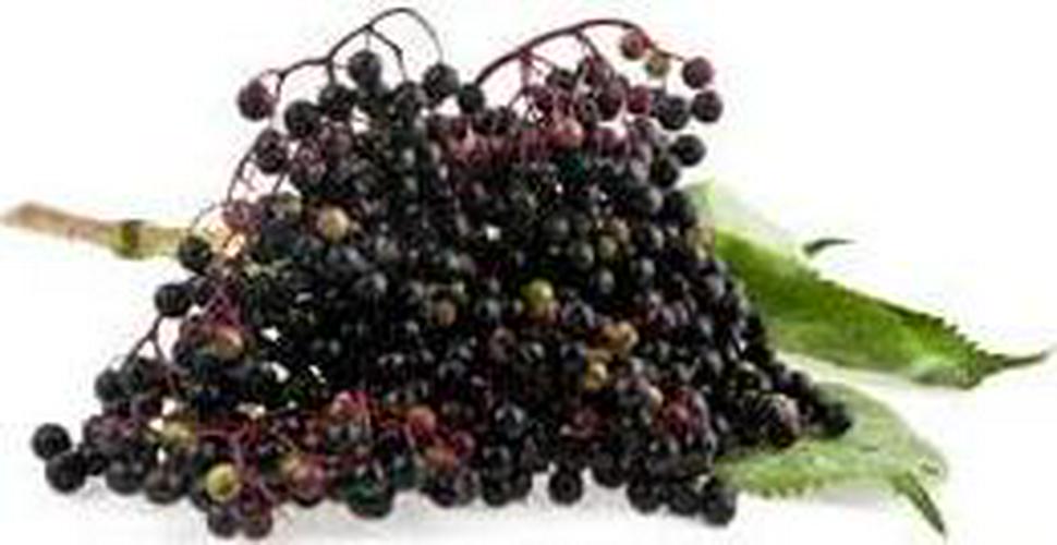 ActiveBlendz Defend with Superfood Mushroom Blend, Vitamin C Fortified Antioxidants Elderberry, Acai Cherries, for Daily Immune Support and Wellness, Instant Natural Fruit Flavor Beverage, 24 ct