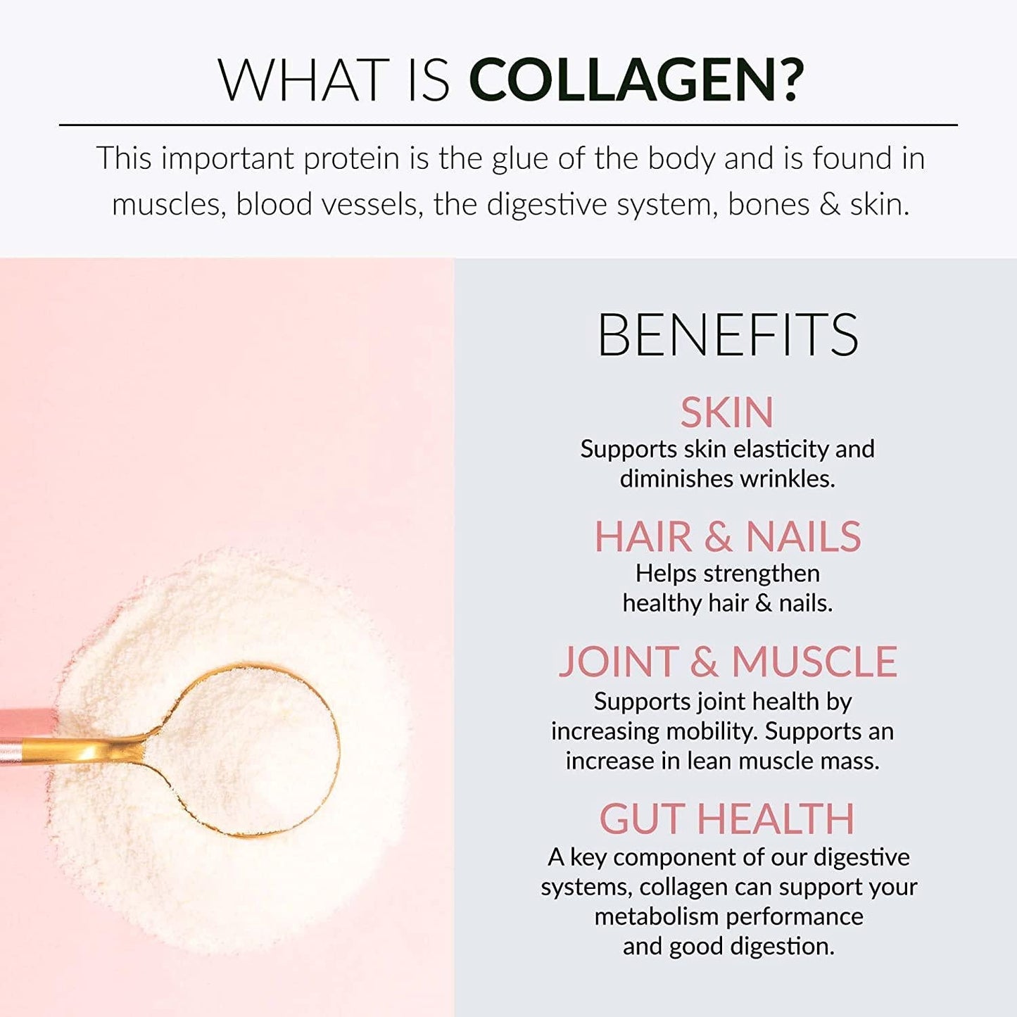 Alaya Multi Collagen Powder - Type I, II, III, V, X Hydrolyzed Collagen Peptides Protein Powder Supplement with MSM + GC (Unflavored)