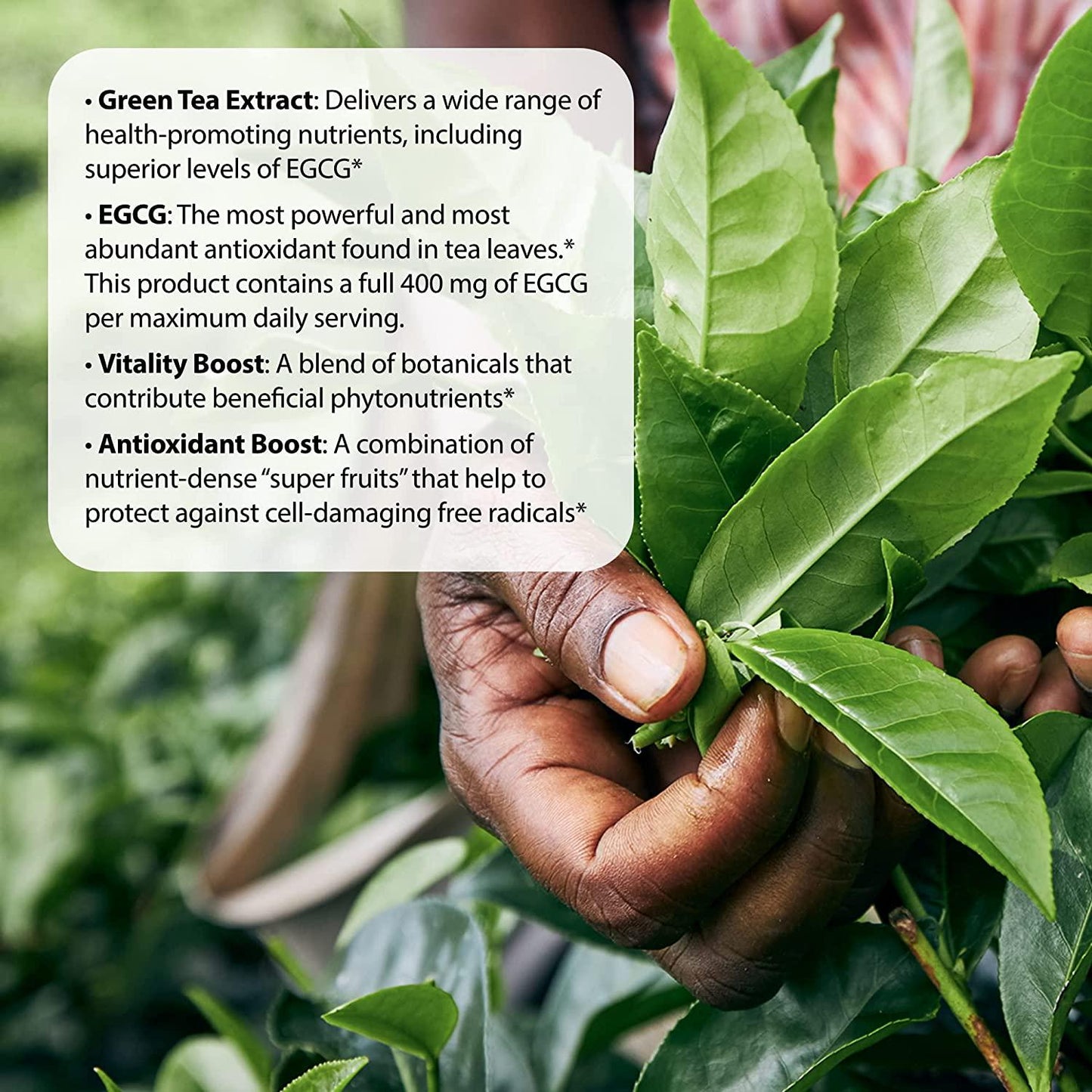 Applied Nutrition Green Tea Fat Burner Liquid Softgels, 90 ct