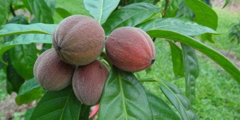 Aussie Pure Pet Therapy Blushwood Berry Tincture - 60ml - Maximum Strength - Lab Tested and Certified - Gentle, Oral and Topical Alcohol-Free Formula - Immune and Cell Support