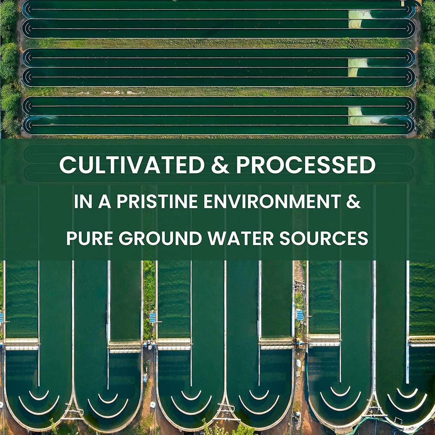 Avira Organic Chlorella Powder, Super Greens Powder Superfood, Broken Cell Wall, Grown in Pristine Environment, Vegan, Non-GMO, Easy to Mix in Smoothies, Green Juice and Food, Resealable 4 Oz Bag