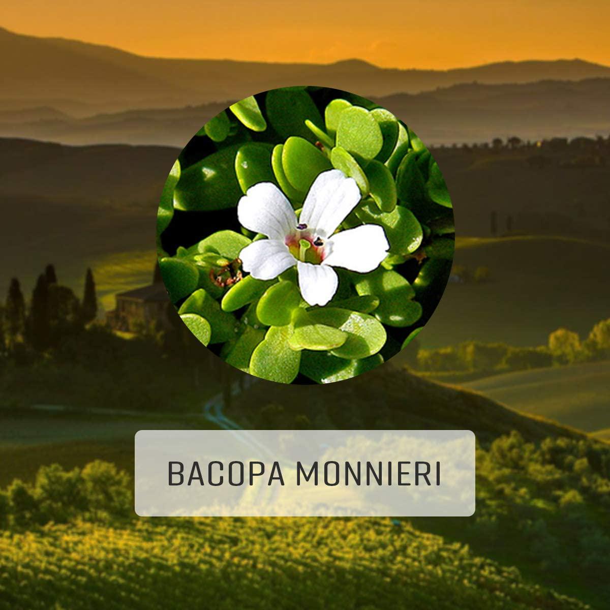 Bacopa 100 Capsules, 500 mg, Organic Bacopa Herb (Brahmi, Bacopa Monnieri)