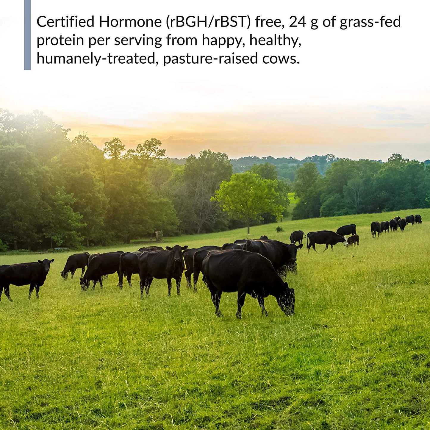 BioTrust Low Carb Natural and Delicious Protein Powder Whey and Casein Blend from Grass-Fed Hormone Free Cows, Non GMO, Soy Free, Gluten Free, Hormone and Antibiotic Free (6 Flavors) (Vanilla)