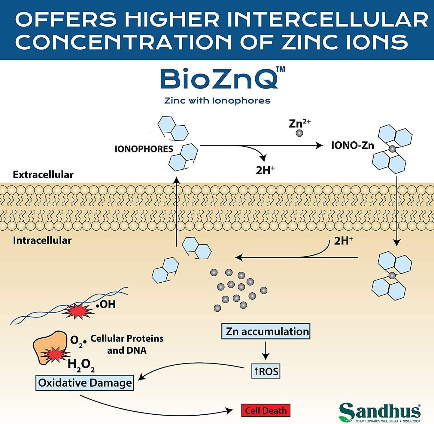 BioZnQ Zinc + Quercetin with Ionophores for Immune Protection Highly Absorbable Bioavailable Zinc Supplements,Gluten Free Zinc Supplement for Healthy Aging 60 Vegetarian Capsules