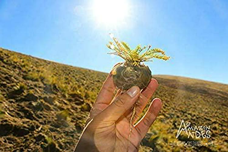 Black maca Root Powder - 100 Pills * 500 mg -100% Vegan Capsules - Organic Supplement - Andes