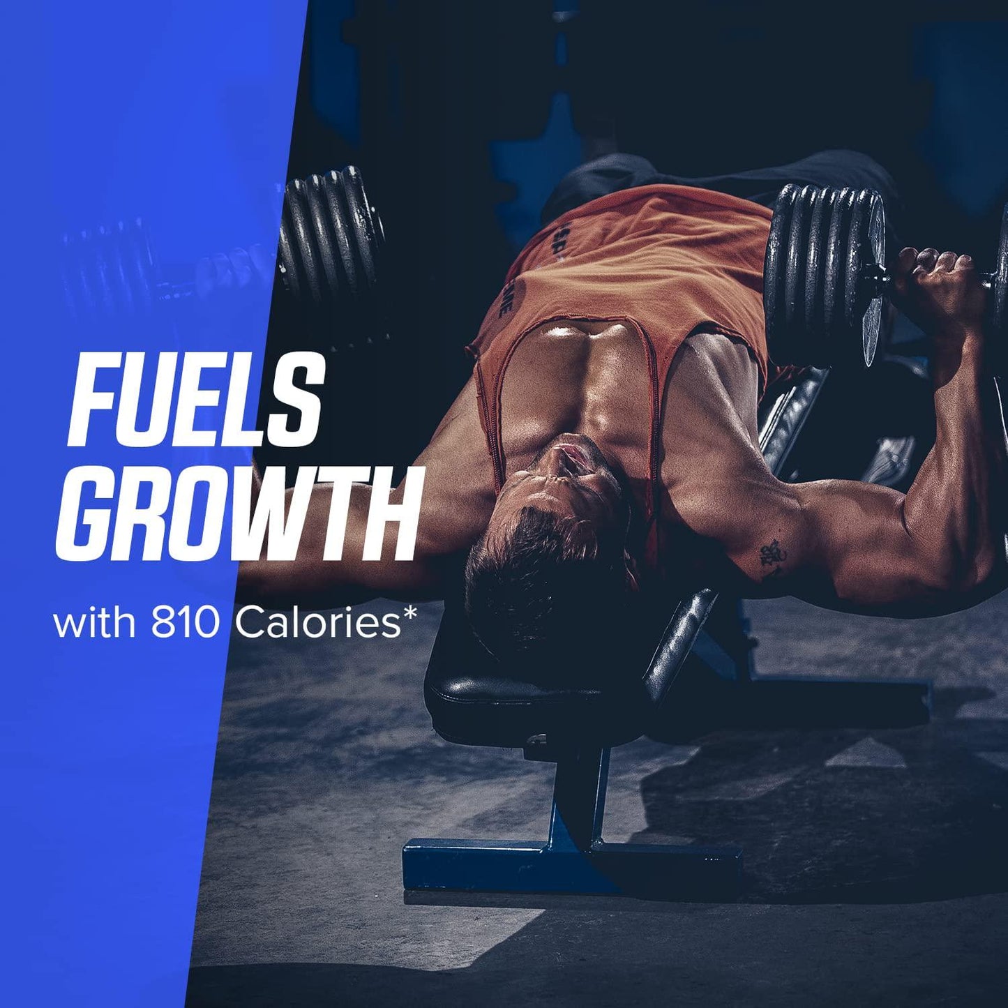 Bodybuilding Signature Signature Mass Gainer | 50g of Mass-Building Protein | Protein, Calories, Fats, Probiotics and Carbohydrates | 5 Lbs. Chocolate