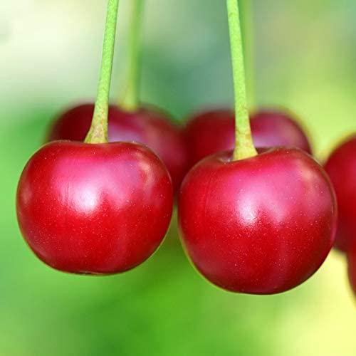 Botanical Path Collagen Beauty Greens - Apple Coconut, Apple Coconut, 324 grams