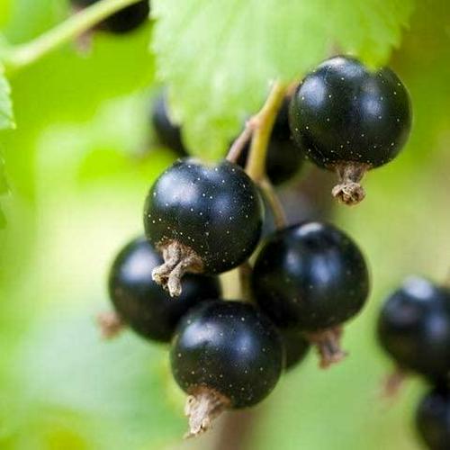 Botanical Path Collagen Beauty Greens - Apple Coconut, Apple Coconut, 324 grams