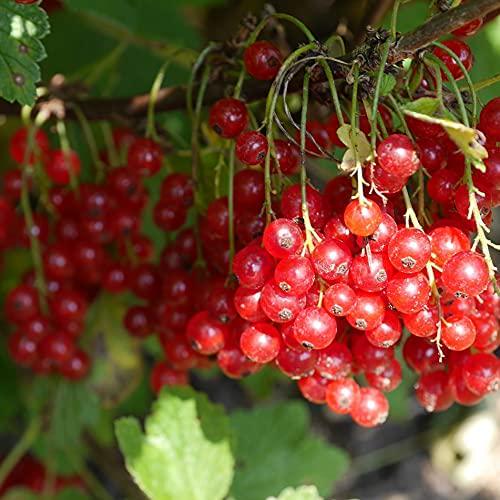 Botanical Path Collagen Beauty Greens - Apple Coconut, Apple Coconut, 324 grams