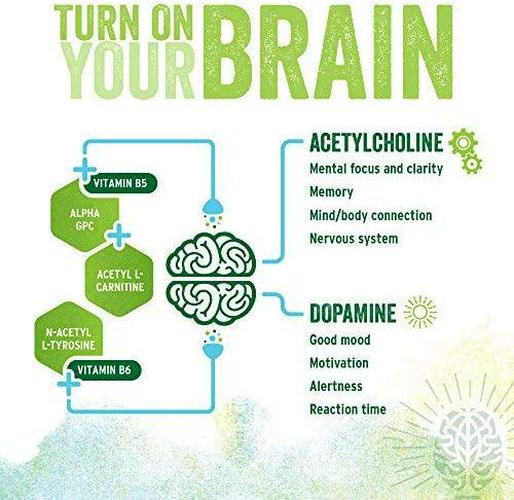 BrainJuice Daily BrainPower Mix | Watermelon - Premium Nootropic Supplement | Naturally Supports Improved Energy, Focus, Memory, and Mood | Alpha GPC, Organic Green Tea Extract, L-Theanine