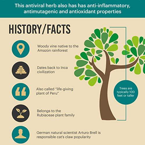 Cat's Claw Tincture, Certified Kosher Cat's Claw Extract, Cat's Claw Drops (Uncaria Tomentosa) Dried Bark Herbal Supplement, Non-GMO in Cold-Pressed Organic Vegetable Glycerin, 700 mg, 2 oz (60 ml)