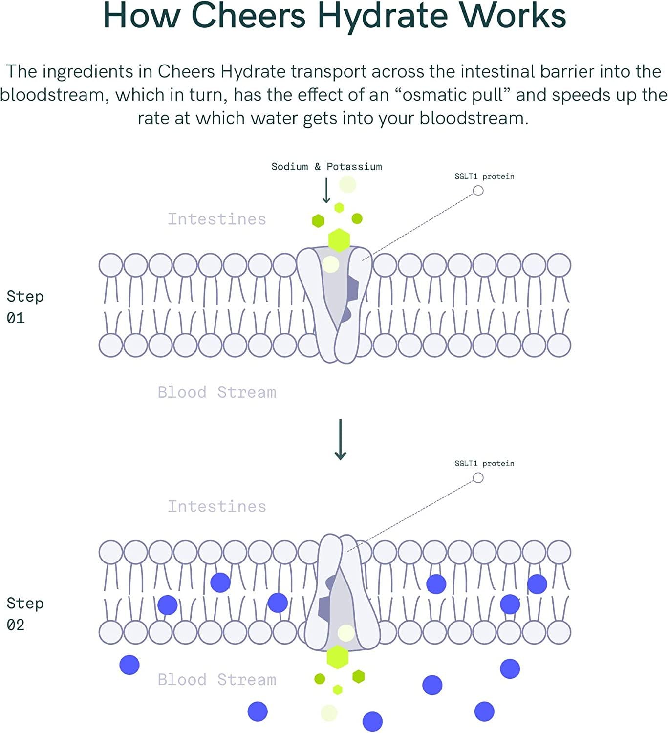 Cheers Restore and Hydrate Combo | for Fast Liver Detox and Rehydration. Feel Great After Drinking and Replenish with Our Electrolyte Formula (Triple)