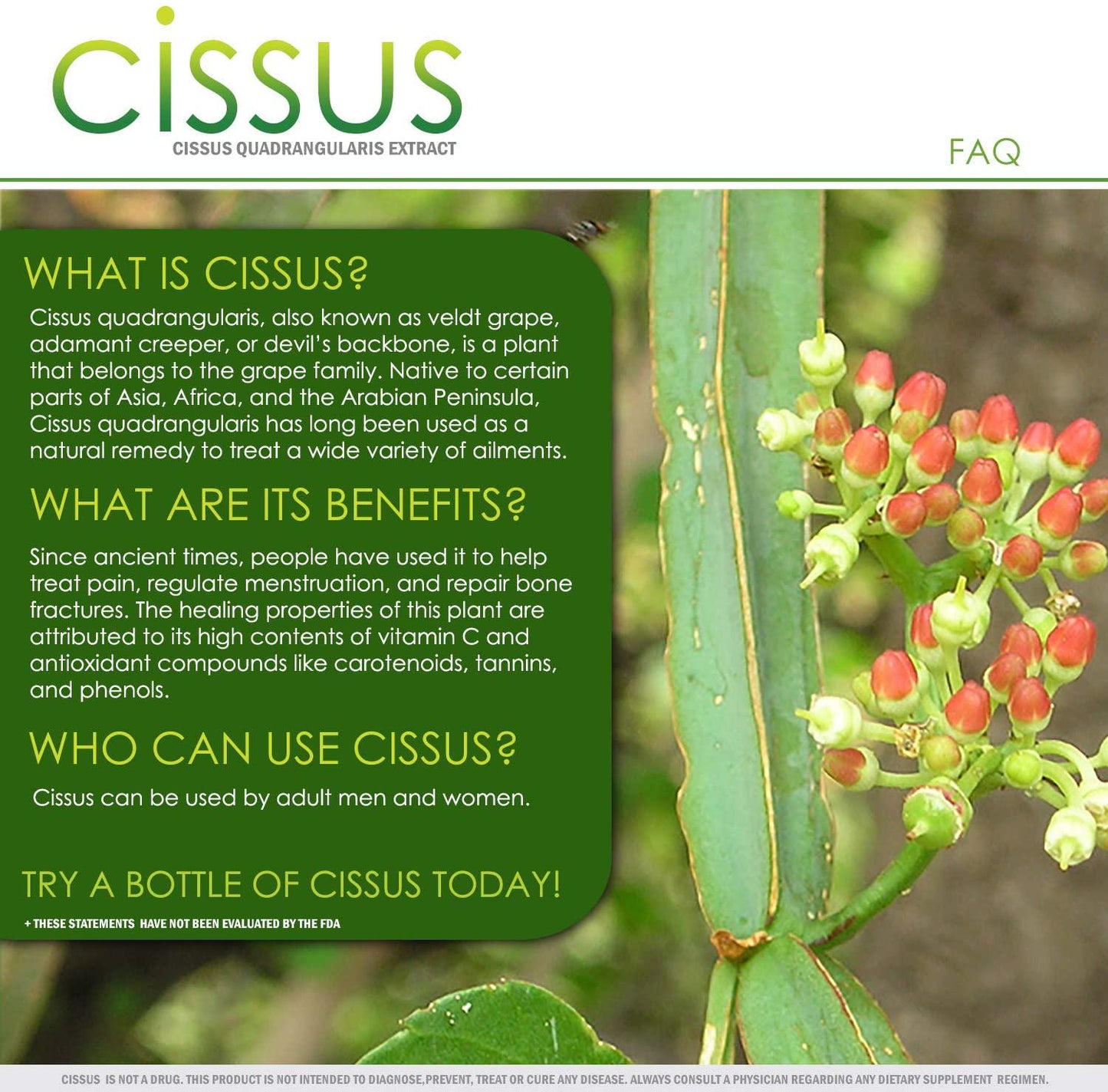 Cissus Quadrangularis Capsules | 1400mg per Serving | Bone and Joint Health Supplement | 30 Day Supply | VH Nutrition