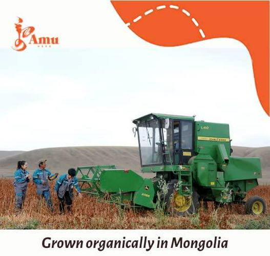 Digestion Formula Powder 7oz /198 gr, Helps Healthy Digestion, Helps Reduce Gas and Bloating, Better Digestion, Improved Absorption of Nutrients and Digestion Supplement