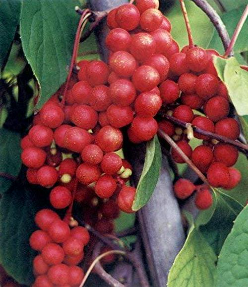 Dragon Herbs Tao in a Bottle - Dietary Supplement - 60 Vegetarian Capsules - 450 mg - Made with Pure Premium Grade L-Theanine - All Natural Ingredients, Gluten Free, Vegan, No additives