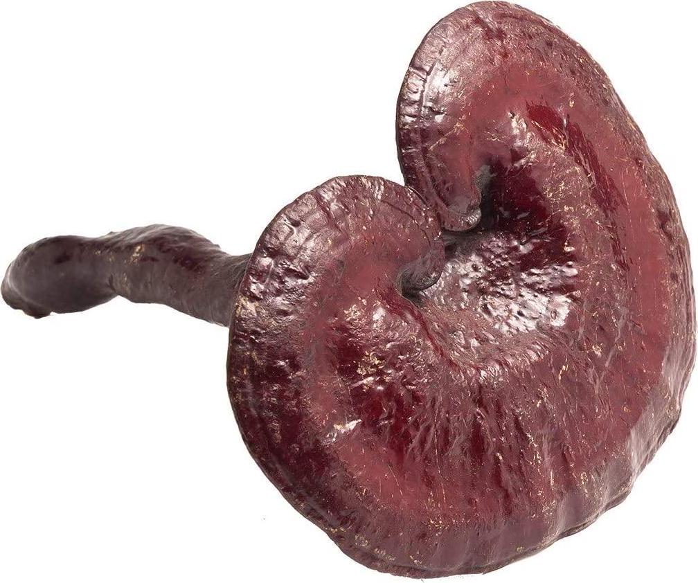 Dragon Herbs Tao in a Bottle - Dietary Supplement - 60 Vegetarian Capsules - 450 mg - Made with Pure Premium Grade L-Theanine - All Natural Ingredients, Gluten Free, Vegan, No additives