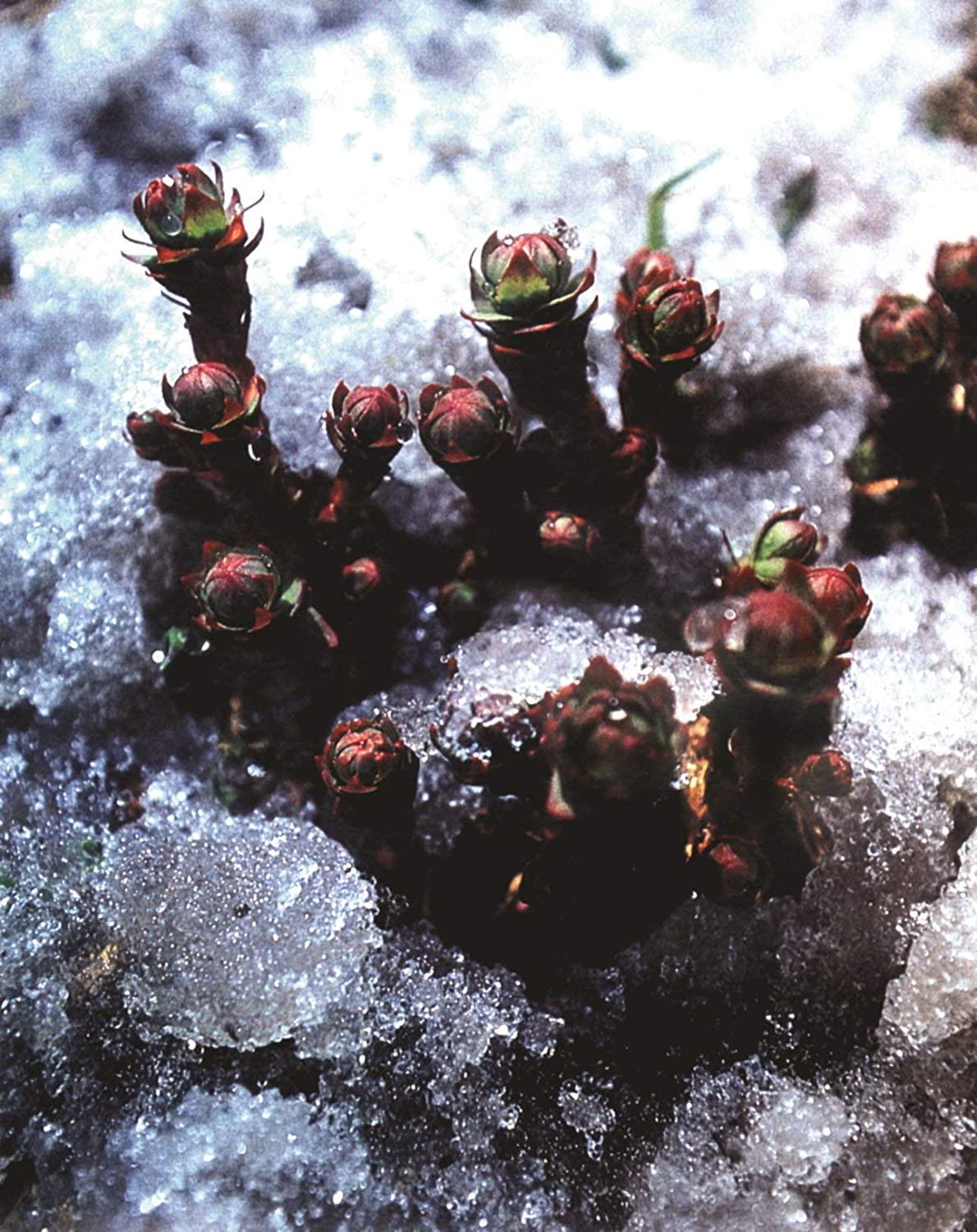 Dragon Herbs Tao in a Bottle - Dietary Supplement - 60 Vegetarian Capsules - 450 mg - Made with Pure Premium Grade L-Theanine - All Natural Ingredients, Gluten Free, Vegan, No additives