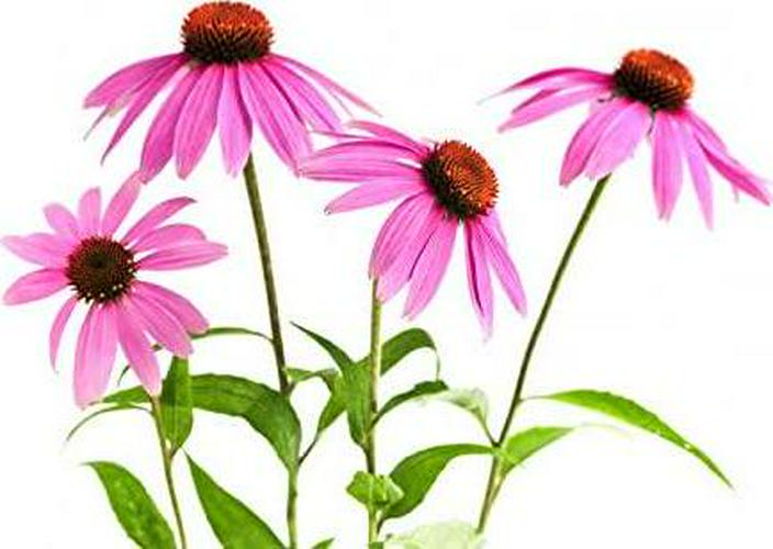 Echinacea Herb - Echinacea purpurea Loose Leaf C/S 100% from Nature (4 oz)