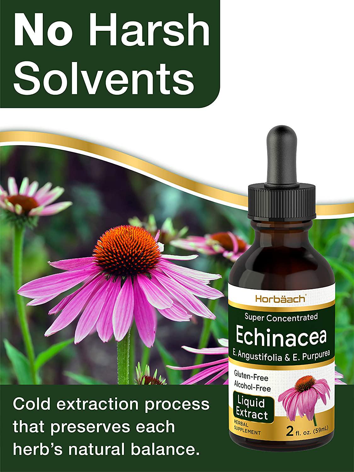 Echinacea Liquid Extract 2 oz | Super Concentrated | Alcohol Free, Vegetarian, Non-GMO, and Gluten Free | by Horbaach