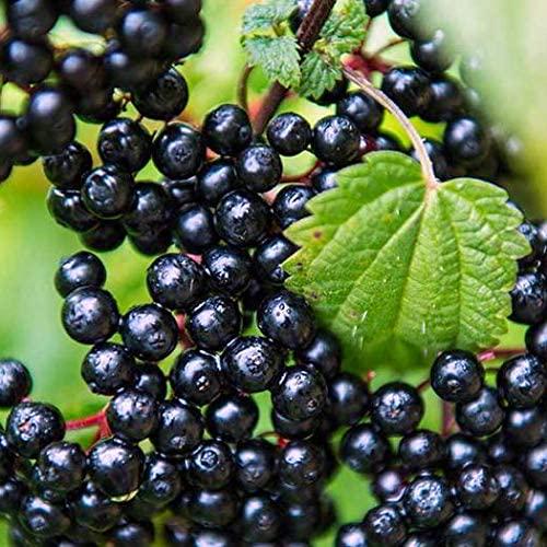 Elder Berry, Elderberry Whole, Dried Wild-Harvest