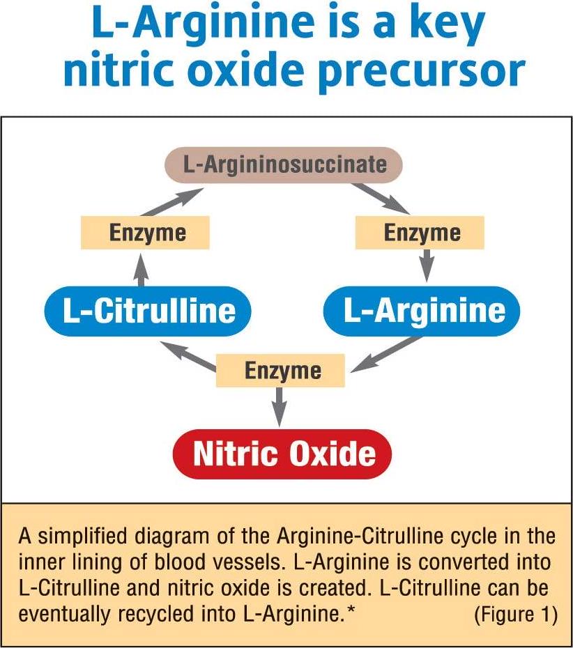 Fitness Labs Nitric Oxide Boost, with L-Citrulline, L-Arginine and Spectra, 30 Servings, 120 Capsules
