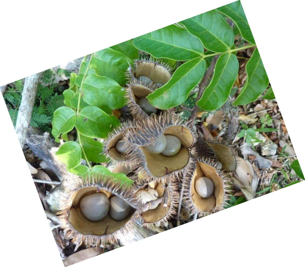 Foodherbs Gajga/Fever nut/Kalarchikai/Caesalpinia Bonducella Powder (200 Gm/0.44 Lbs) 100% Pure De-shelled Nut Powder