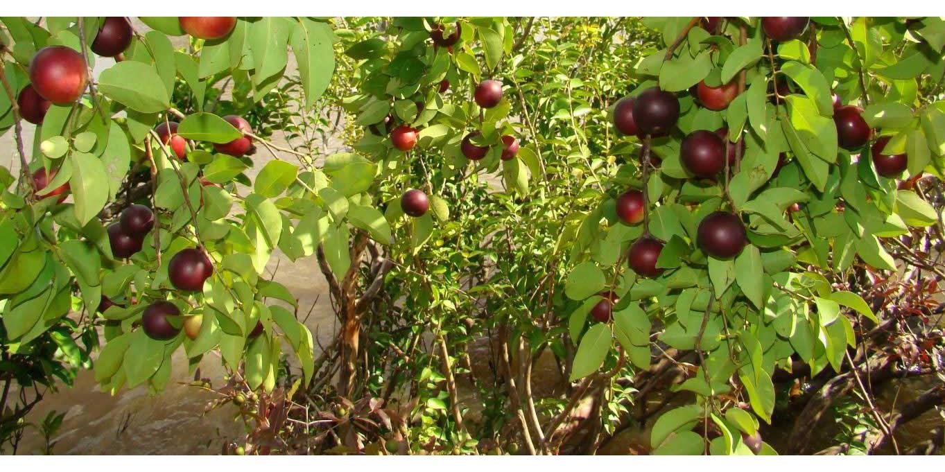 Forest Super Foods Certified Organic Premium Camu Camu 250g Direct From Peru (90 day supply)