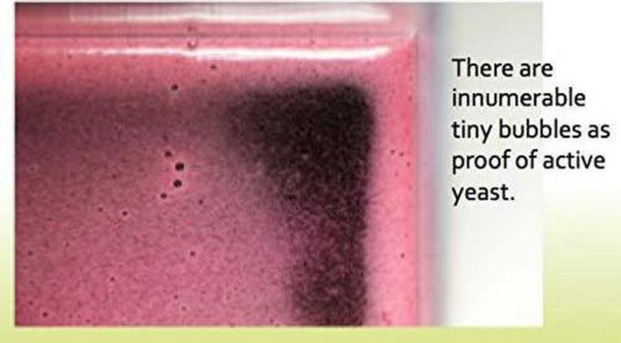 Fugen Active Enzyme Powder for Health and Beauty,All Natural Ingredients 2gx90 Sachets Made in Japan