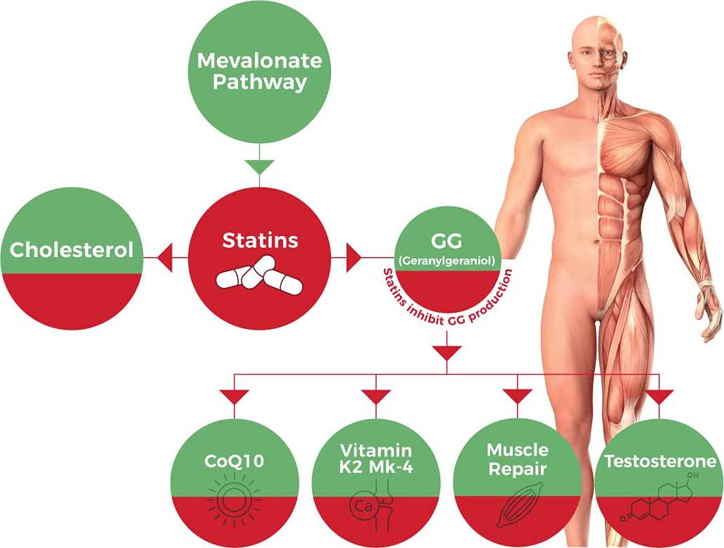 GG Pure | Dietary Supplement for Statin Drug Users | Supports Healthy Aging and Counters The Effects of Medications | 30 Capsules
