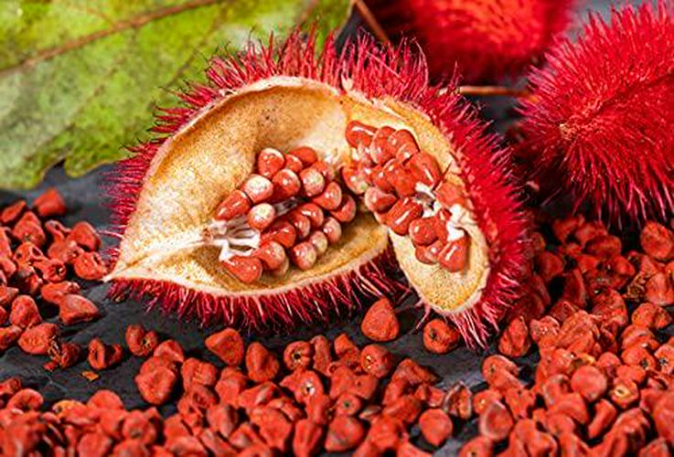 GG Pure | Dietary Supplement for Statin Drug Users | Supports Healthy Aging and Counters The Effects of Medications | 30 Capsules