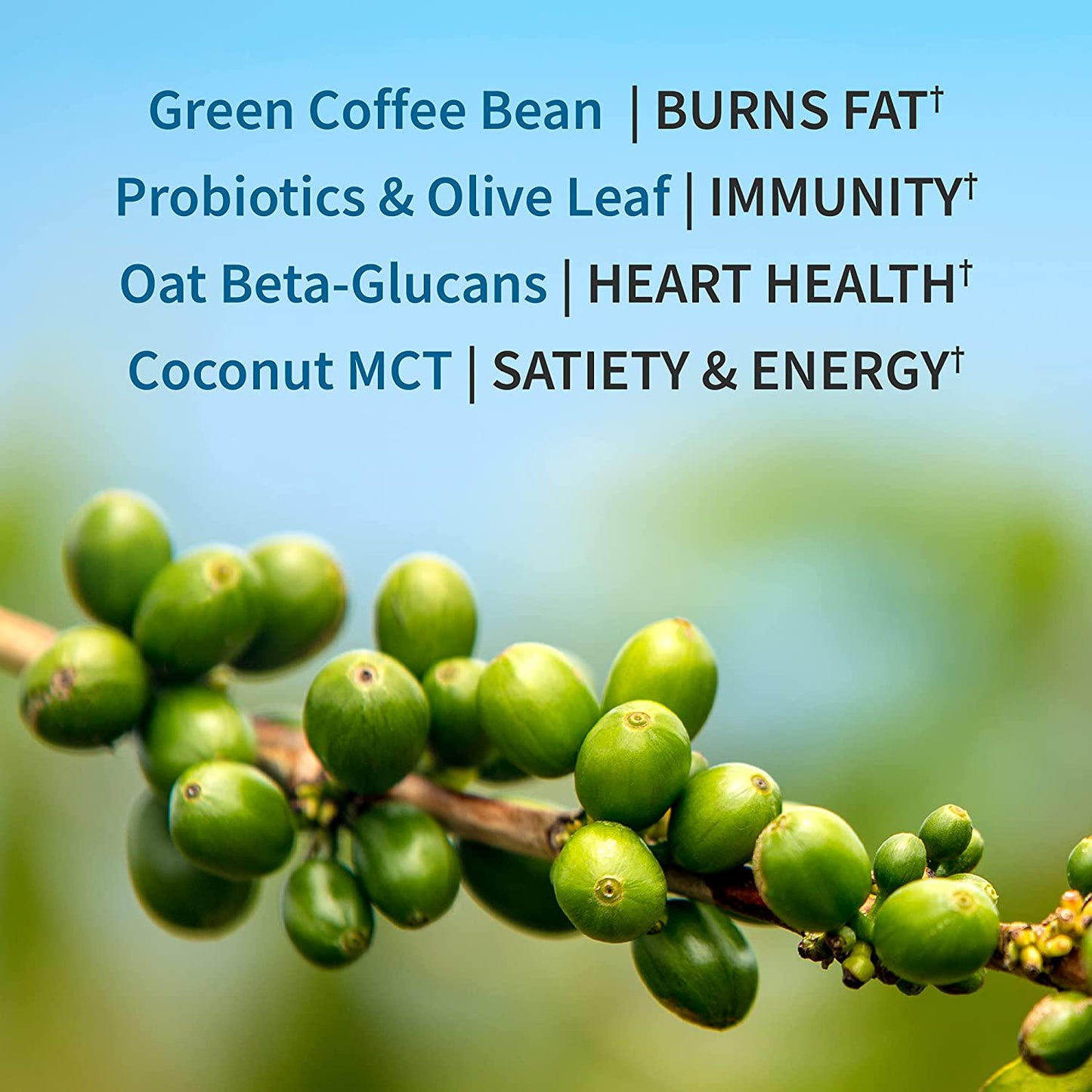 Garden of Life Chocolate Plant Based Fit Protein with Fava Bean, Sprouted Grains Plus Immune Support, Probiotics and Svetol to Help Burn Fat – Dr Formulated MD – Non GMO, Carbon Neutral, 10 Servings