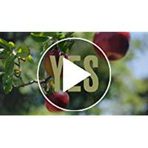 Garden of Life Vitamin Code Whole Food Multivitamin for Men - 240 Capsules, Vitamins for Men, Fruit Veggie Blend and Probiotics for Energy, Heart, Prostate Health, Vegetarian Mens Multivitamins