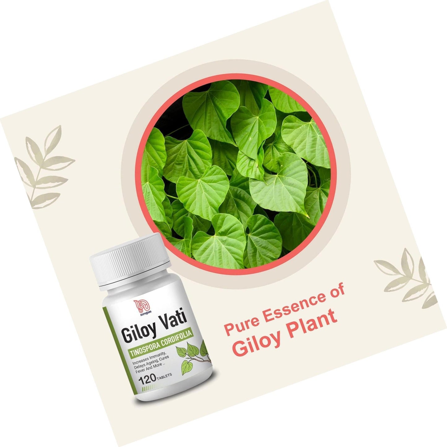Giloy Vati 120 Tablets a Bottle I Immune Support, Good for Digestion I Pure Essence of Giloy Plant I Safe and Effective