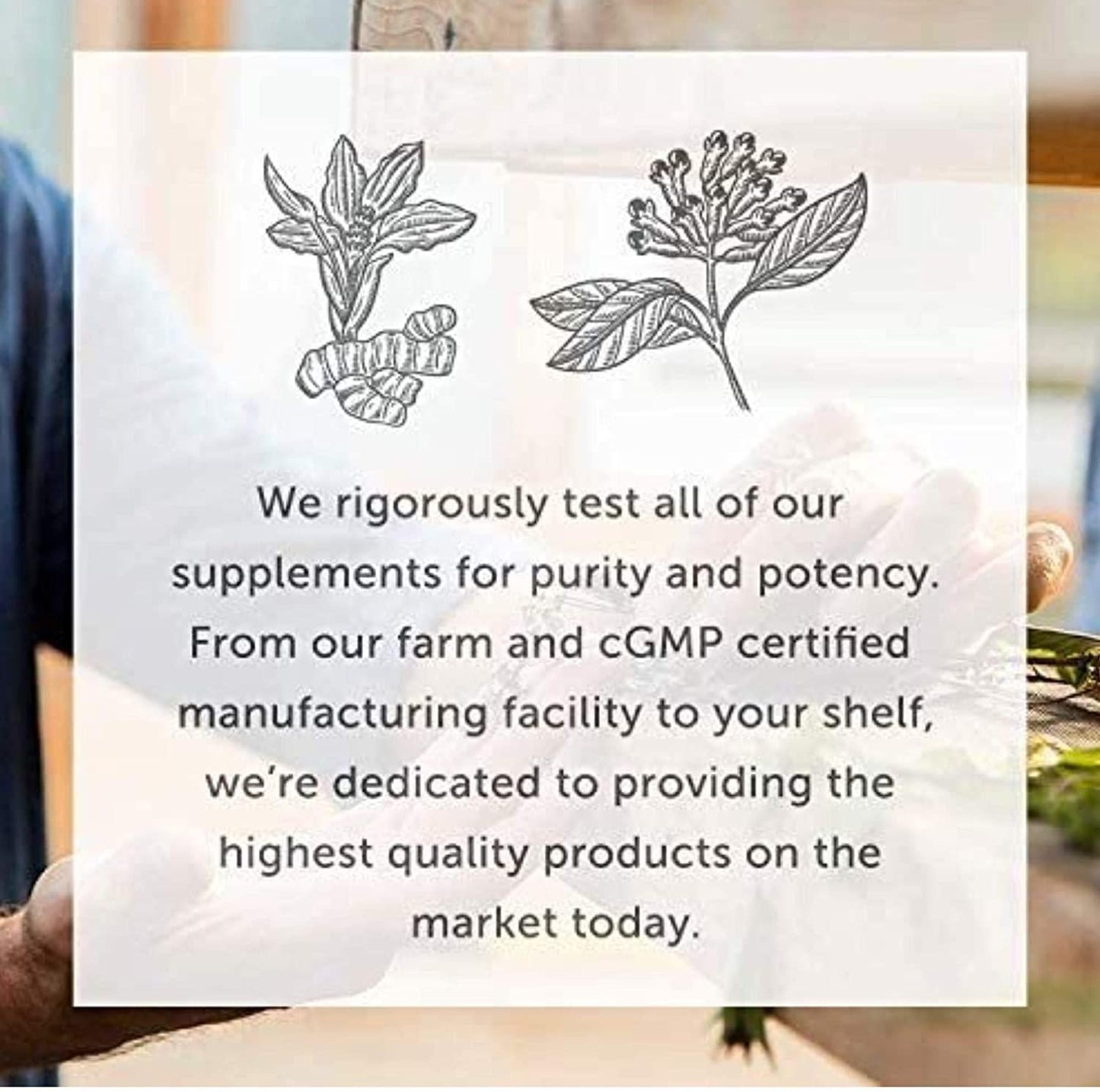 Global Healing Liver Health - Natural Vegan Liquid Drops Supplement Supports Liver and Gallbladder Detox and Function - Raw Herbal Extract for Best Absorption and Clean Cleanse - 2 Fl Oz Tincture